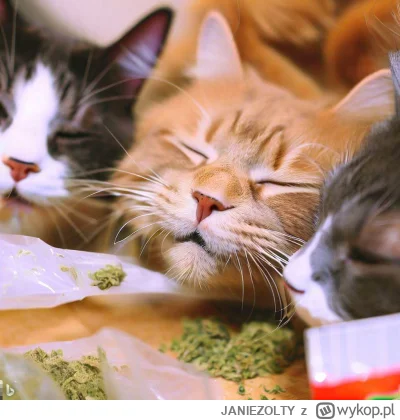 JANIEZOLTY - #aikitku