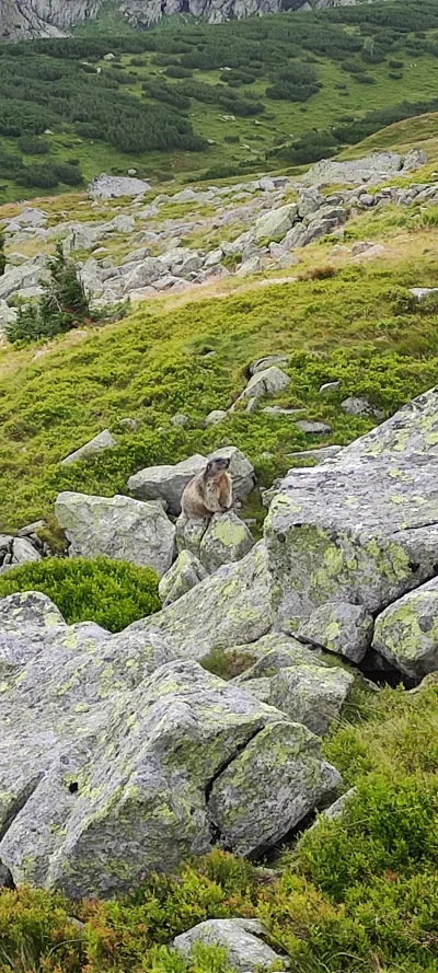 Glacial - Panie i panowie o to świstaki.

#tatry #gory #zakopane