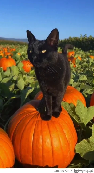 SmutnyKot - #dziwnekotki