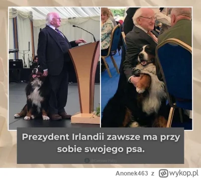 Anonek463 - #psy #irlandia #ciekawostki