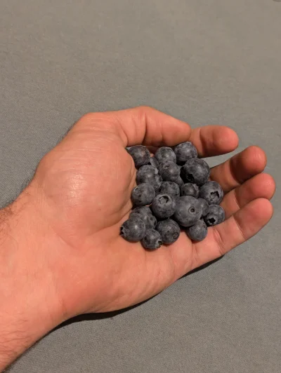 TonyMalin - Dziękuję sobie z przeszłości że dziś rano kupiłem borówki które w teraźni...