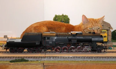 MacronT1000 - #bezczelnekotkiwchodzacenamakietykolejowe #koty #kitku

w-------z mn