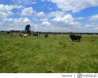 Aleale2 - #wies #rolnictwo #zwierzeta rzadki widok na polskiej wsi