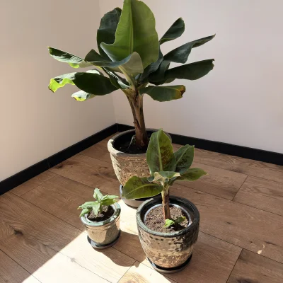 qeni - Pierwsze rozmnożenie bananka gotowe ( ͡° ͜ʖ ͡°)

#chwalesie #rosliny #roslinyd...