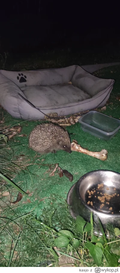 kasjo - #smiesznypiesek
Morderczy jeżyk