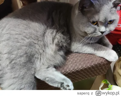 saperq - @JerzyDabczak mój odpoczywa zmęczony po leżeniu cały dzień ( ͡º ͜ʖ͡º)