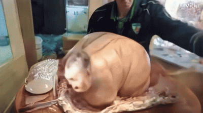 Psiodbyt - #kononowicz #patostreamy