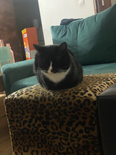 TypowyDaltonista - @drywall33 Sam się uśpij, pozdrawiam 
Poza tym ja mam kota, ale ni...