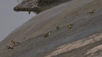 m.....u - Podsumowanie Grudnia 🌨️

Zaobserwowane ptaki - Łabędź niemy, Łyska, Wróbel...