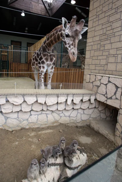 Hellicon - @wfyokyga: Wygląda jak gdańskie ZOO, sutrykatki mieszkają tam z żyrafami.