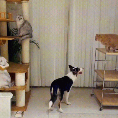 JoeGlodomor - #ciekawostki Kocia moszna potrafi rozciągnąć się nawet do połowy długoś...