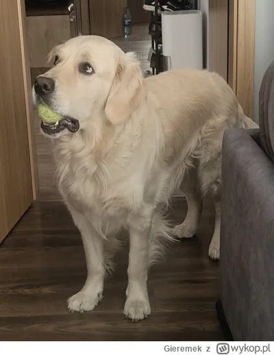 Gieremek - @o__0: niech zgadnę, chce żeby mu rzucić piłeczkę ale nie chce tej piłeczk...