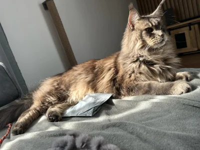 unlucky_ - #koty #pokazkota #mainecoon

Witam