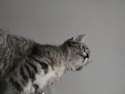 n1craM - Witam w ten szary piąteczek 😺
#pokazkota