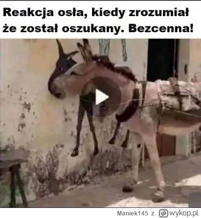 Maniek145 - Ha ha patrzcie na to