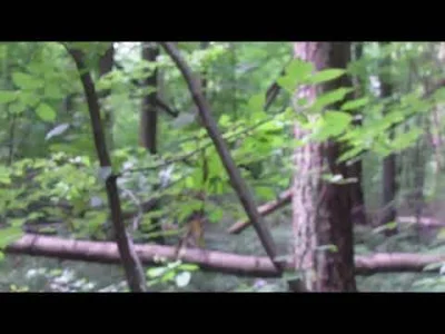 panDario - @wypok17: tam gdzie mieszkam, to psy som