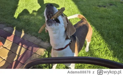 Adams88878 - @o__0: @Casuel