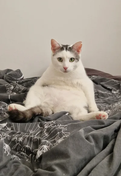 impact18 - #koty #pokazkota 
6kg cukru