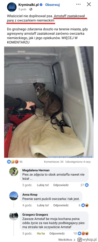 WielkiNos - Amstaff zaatakował jakichś ludzi idących z psem. Dla obrońców pitbulli na...