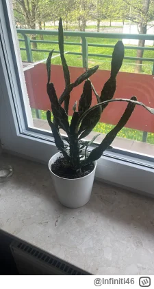 I.....6 - @Infiniti46 oparłem go o szybę