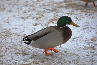 s.....n - Pan krzyżówka