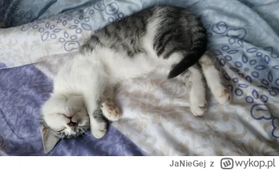 JaNieGej - Proszę o propozycje imion dla kotka ze zdjęcia.  w komentarzu więcej zdjęć...