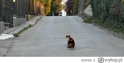 enron - CZEGO WOŁASZ

#koty #kitku #pokazkota