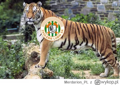 Merdarion_PL - Bramka Pellegriniego z meczu Romy zostaje zaliczona jako bramka honoro...