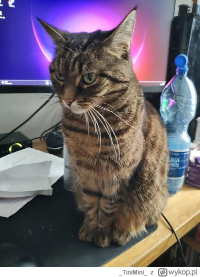 TiniMini - O to mój słodziak #koty #pokazkota