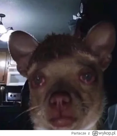 Partacze - Tak wygląda zaprzyjaźniony prawnik z zaprzyjaźnionej kancelarii po tym jak...