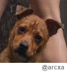 arcxa - @robert-oro: