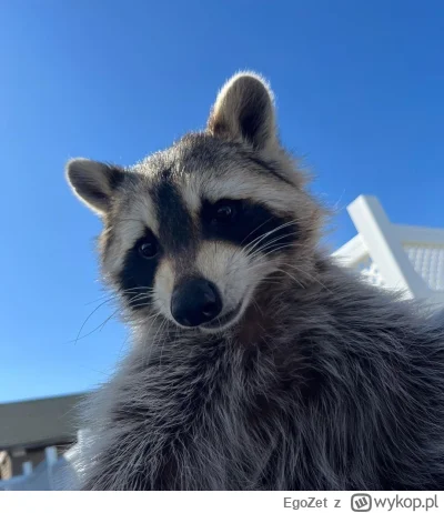 EgoZet - @VigoVonHomburg_Deutschendorf: