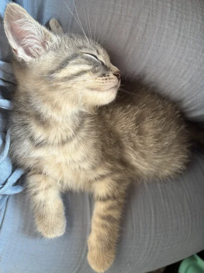 wybryk_natury - #misiafanclub #pokazkota