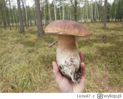 Licho87 - #grzyby  #grzybobranie 

#dziendobry