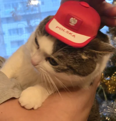 Solsith - #pokazkota #spaslak szwagier mi tylko pół ( ͡° ͜ʖ ͡°)