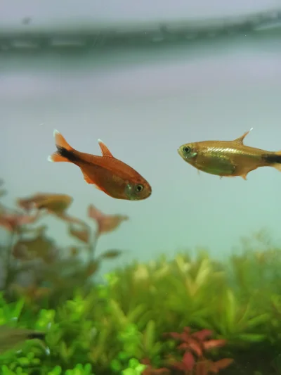 tryta - Hej, poprzednie akwarium postanowiło się rozszczelnić na silikonie na całej w...