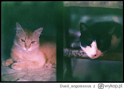 Dueil_angoisseus - #analogowekitku

#kot #kitku #koty #fotografia