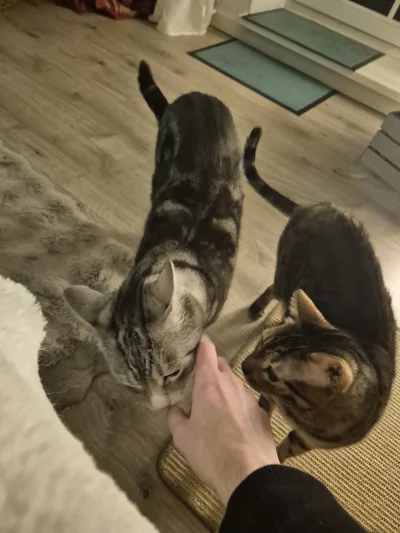 Lujdziarski - #pokazkota #dziarskikacperek Od wczoraj wyciągnęli 750g xD z tej puszki...