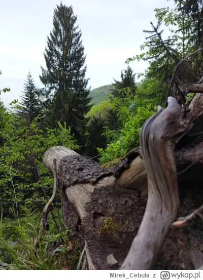 Mirek_Cebula - krótki spacer ;)
#gory #bielskobiala #beskidy
#mojezdjecie #earthporn