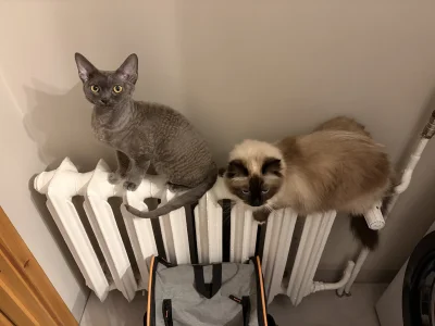 Tyrande - Ma ktoś pomysł jak oduczyć kota wywalania żarcia z miski? Albo dlaczego tak...