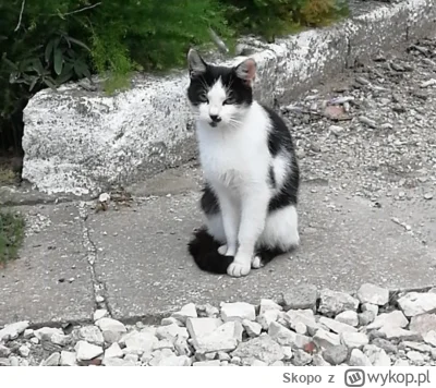 Skopo - #pokazkota dziwnie reaguje na słowo "Żyd"