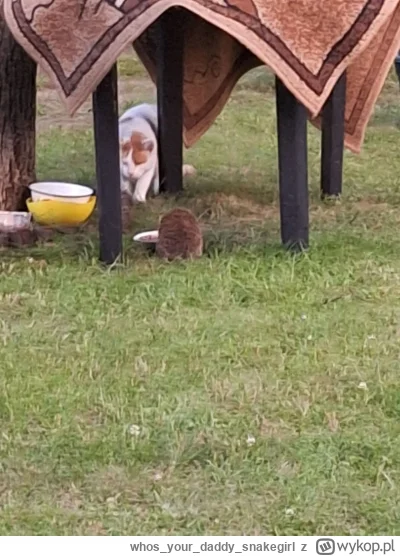 whosyourdaddy_snakegirl - *gang*

#jeze #koty #kitku #zwierzaczki