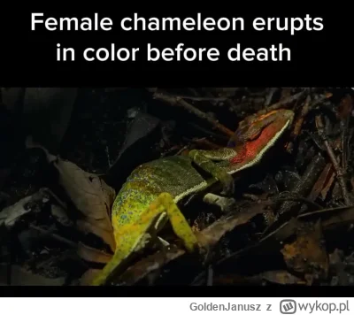 GoldenJanusz - Kolory kameleona są głównie powiązane z jego emocjami. Można powiedzie...