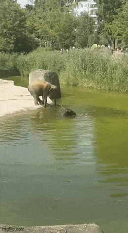 wfyokyga - Hyc do basenu