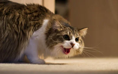 Andrzej_Buzdygan - ale bym chciał mieć takiego mruczka 乁(♥ ʖ̯♥)ㄏ

#koty