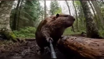 kilo-bravo - ( ͡° ͜ʖ ͡°)
#boberek #bober #czeskiememy #budownictwo