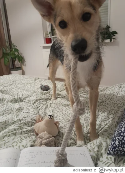 adisoniusz - Zostaw te notatki i ciągaj sznura
#pokazpsa