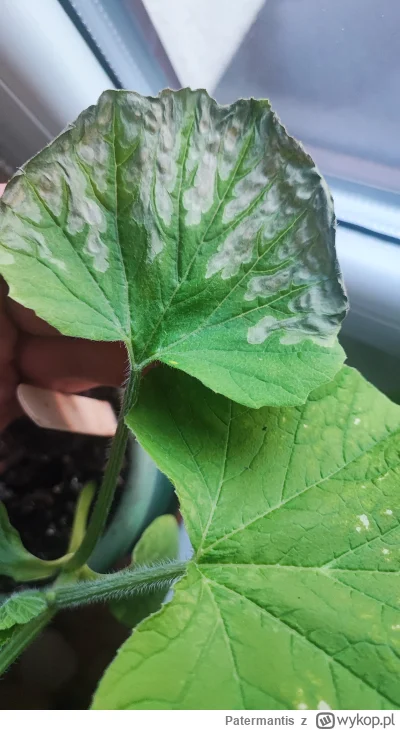 Patermantis - #ogrod #rolnictwo #ogrodnictwo Mirki podpowiedzcie co to może być na li...
