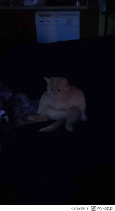 daray89 - #codziennykotopetany #dziwnekotki