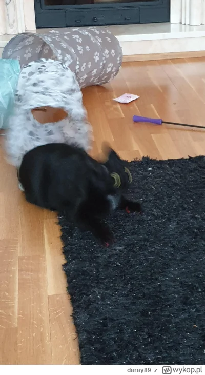 daray89 - #codziennykotopetany #dziwnekotki